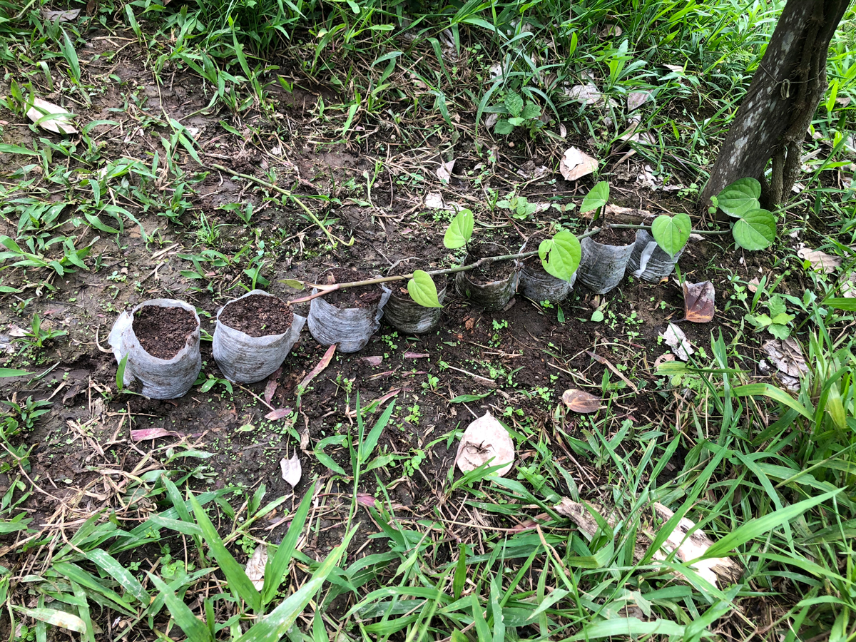 linear-pepper-propagation.jpg