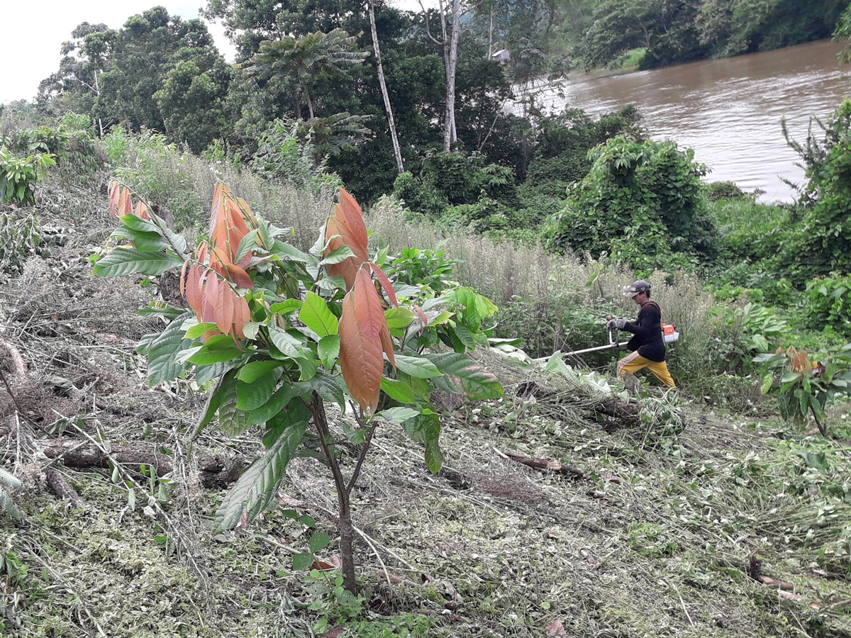 young-cocoa-tree.jpg